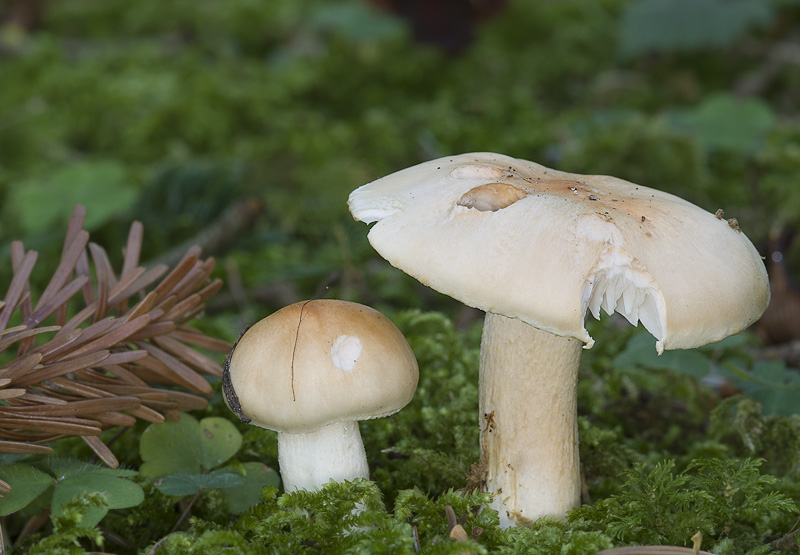 Hygrophorus abieticola